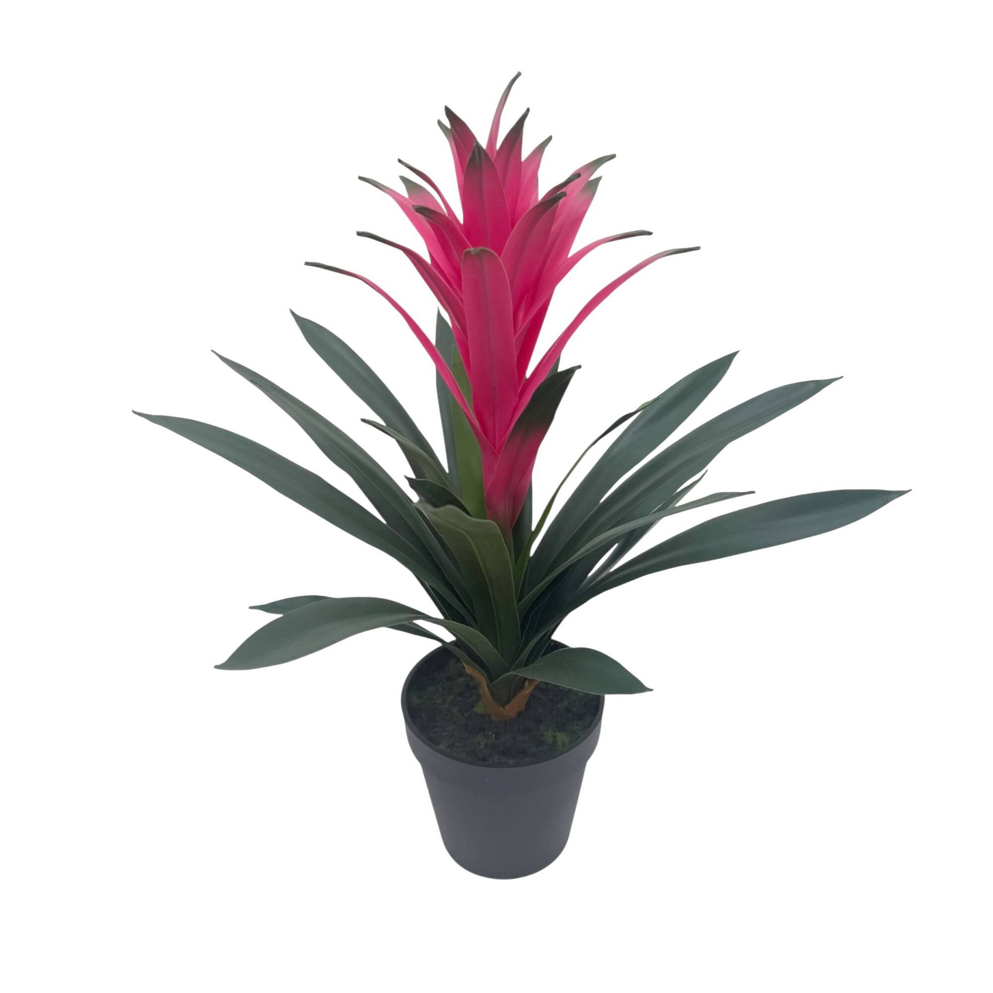 18" Potted Bromeliad Plant by Ashland